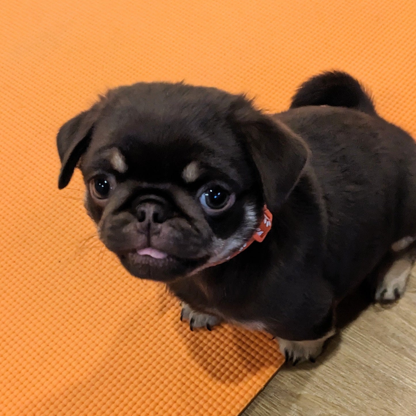 puppy yoga