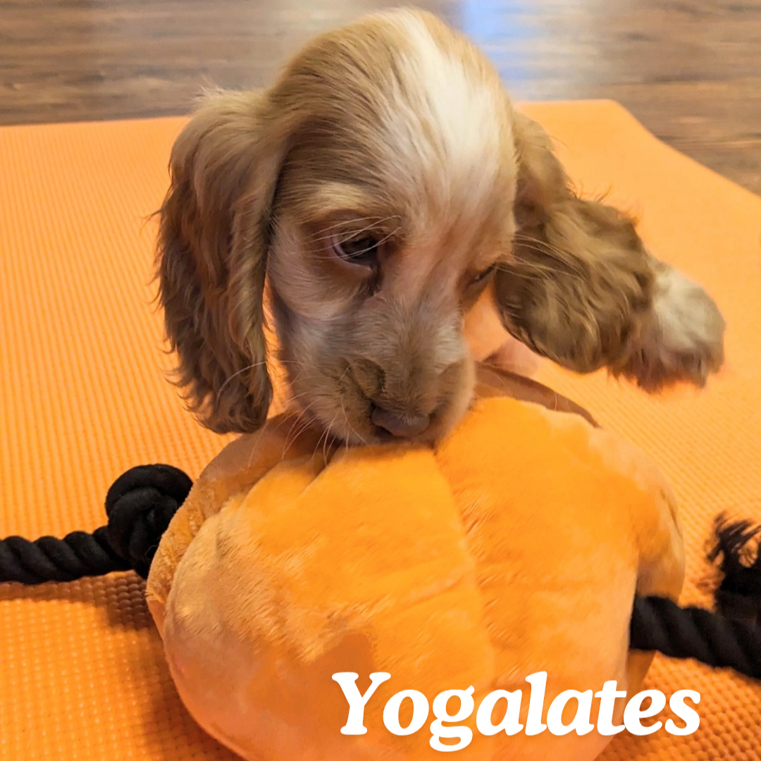 puppy yogalates