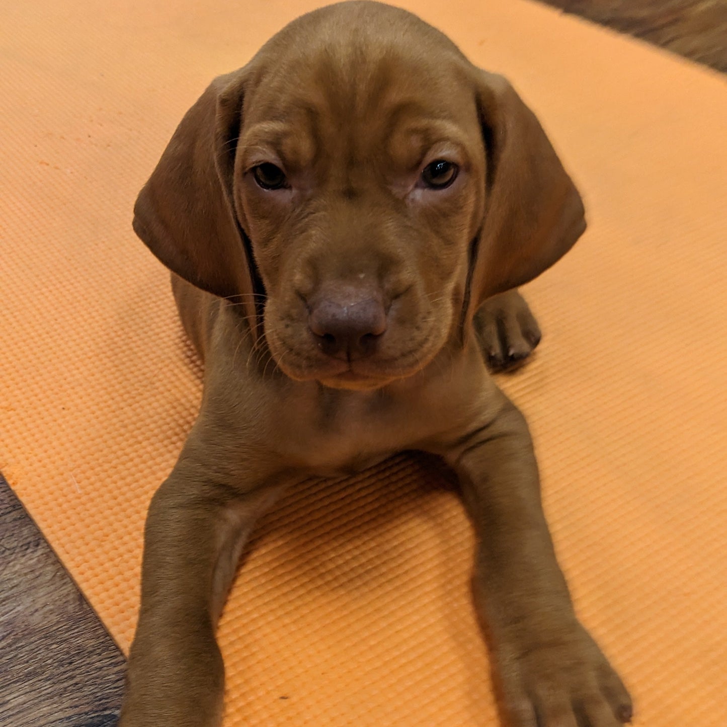 puppy yoga