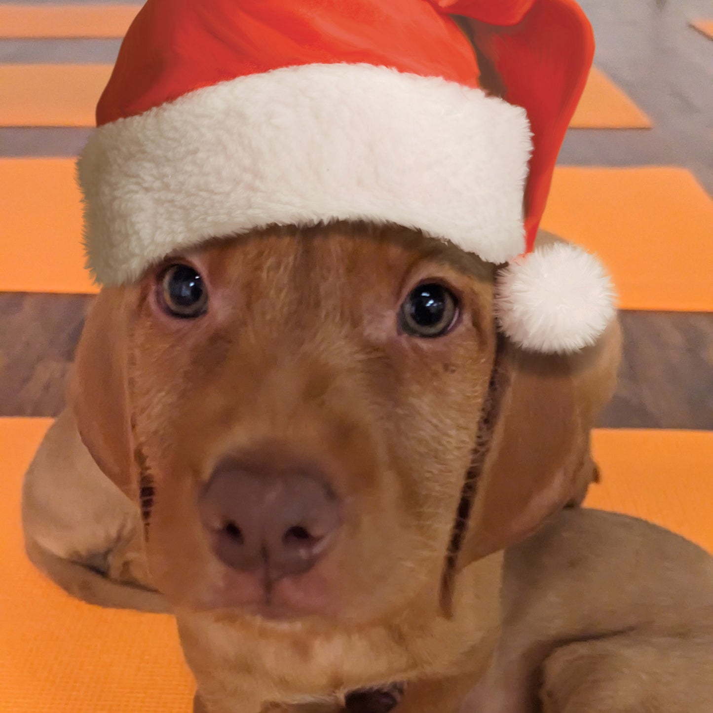 puppy yoga