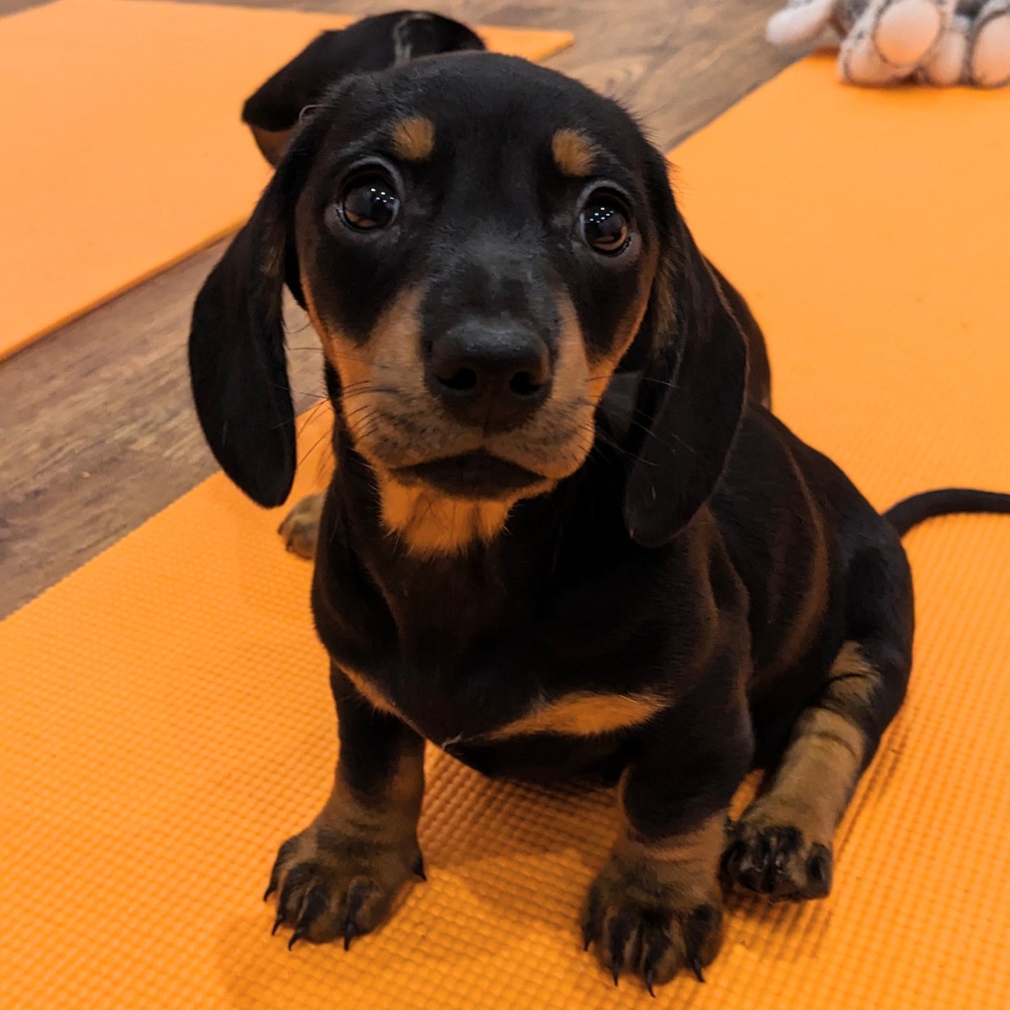 puppy yoga