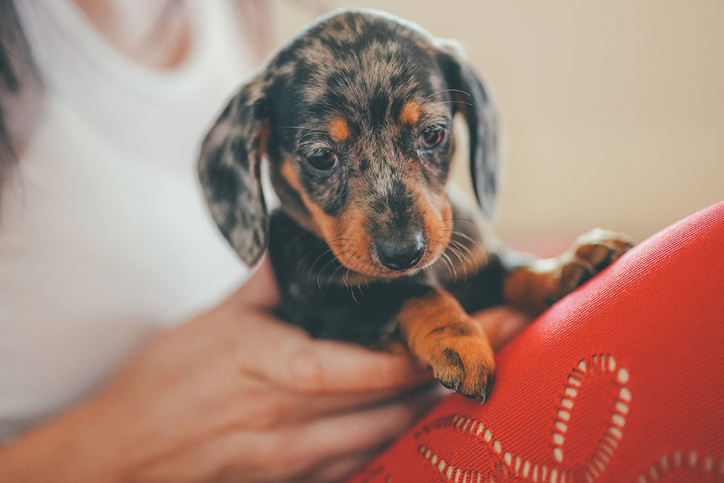 Puppy Yoga