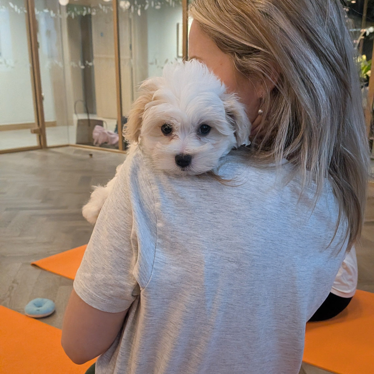 maltese puppy yoga in manchester