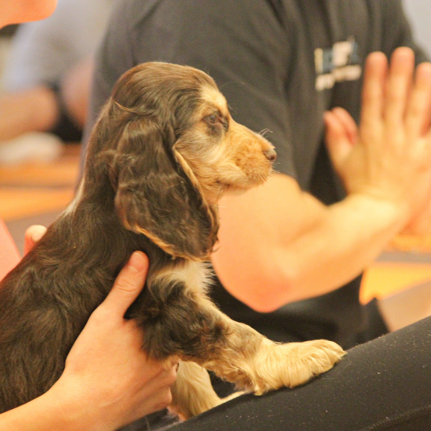 spaniel puppy yoga at paw yoga