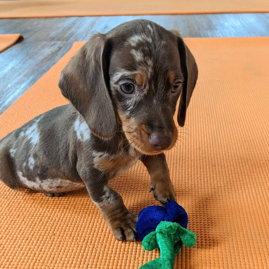 puppy yoga