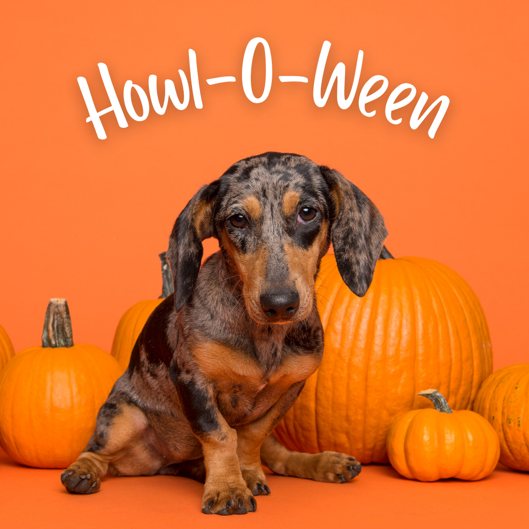Puppy Yoga Howl-O-Ween Special 28th October Dachshunds