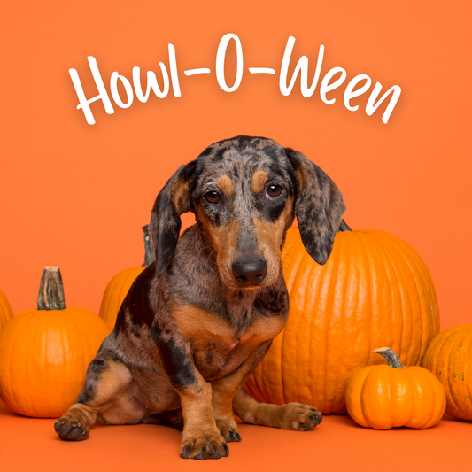 Puppy Yoga Howl-O-Ween Special 29th October Dachshunds