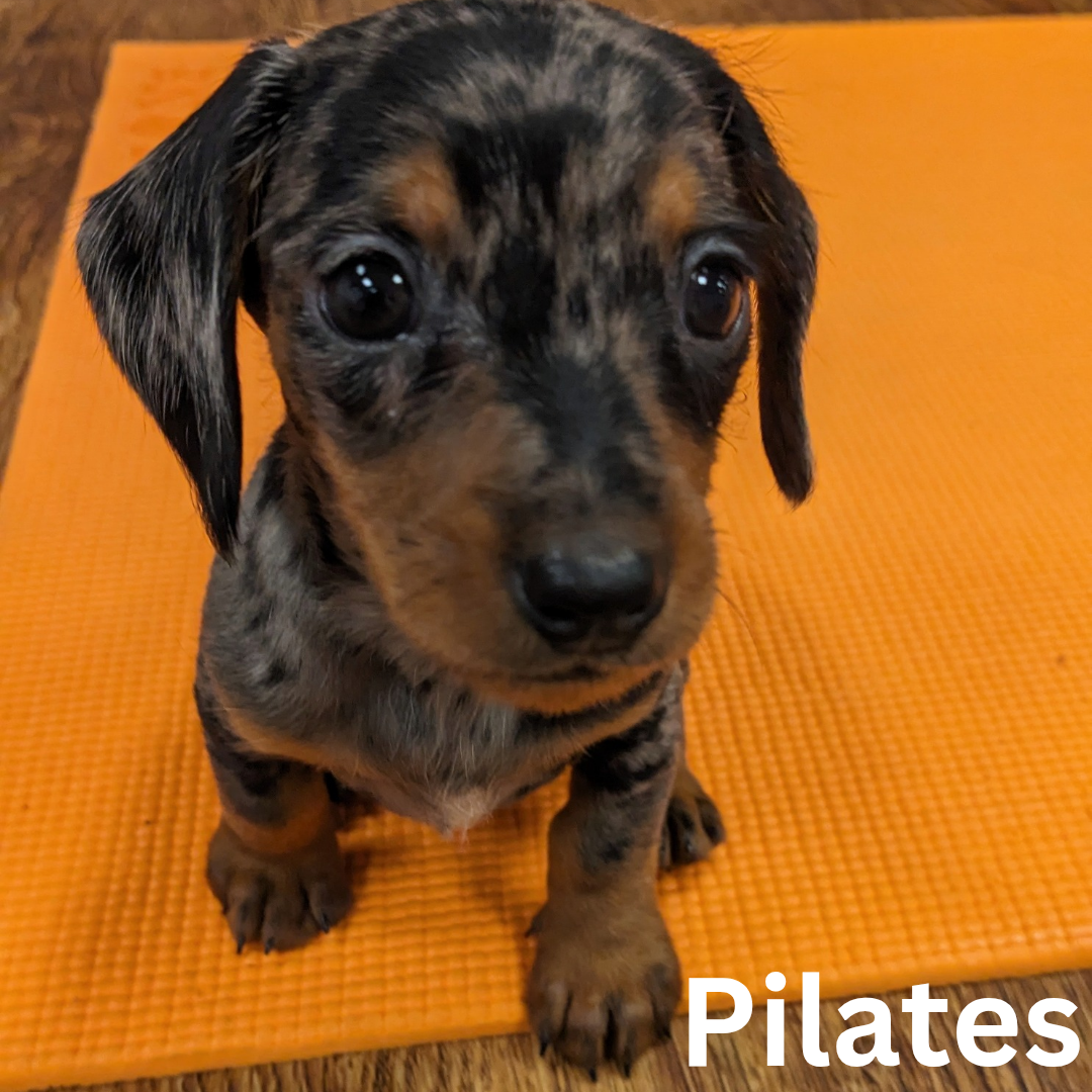 puppy pilates