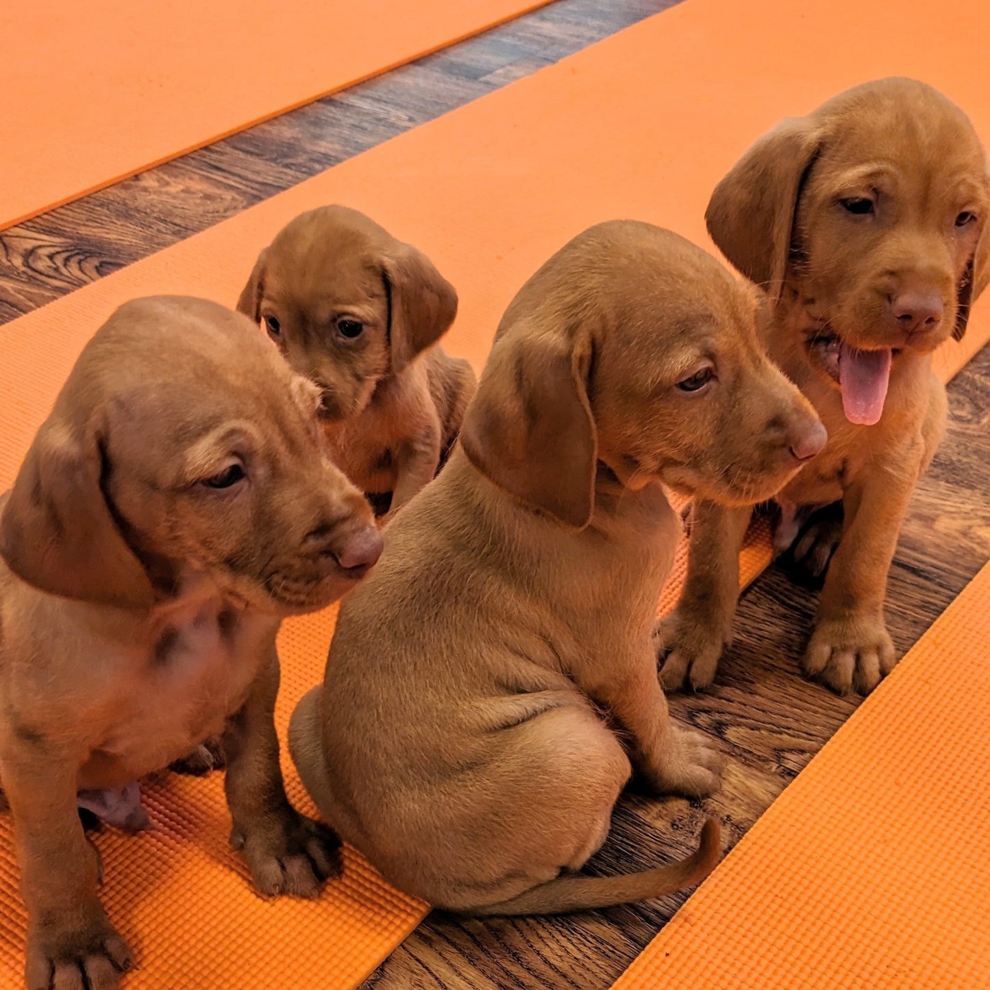 puppy yoga