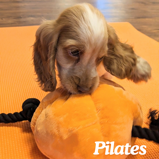 puppy Pilates 