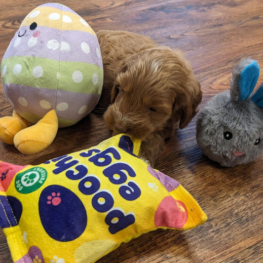 Easter puppy yoga