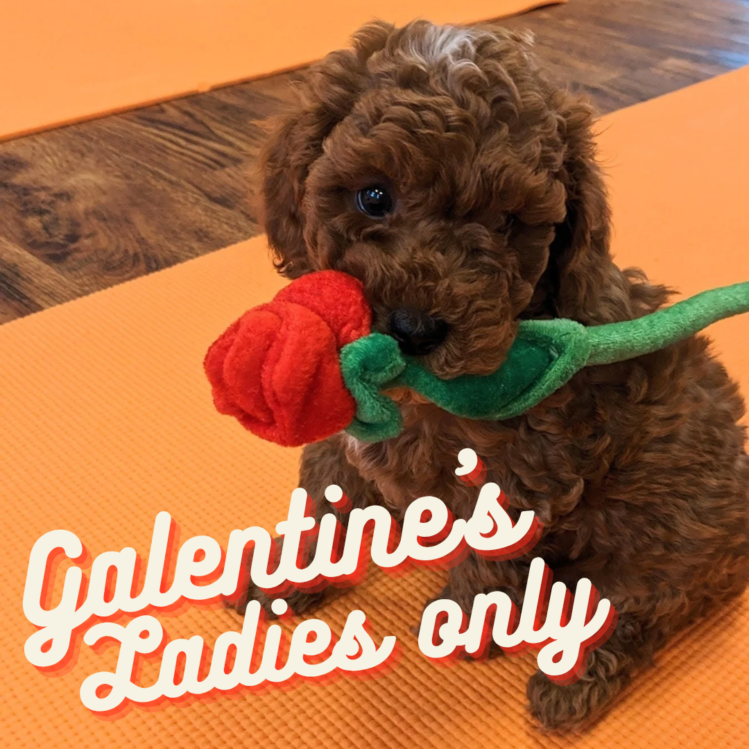 Galentine's puppy yoga
