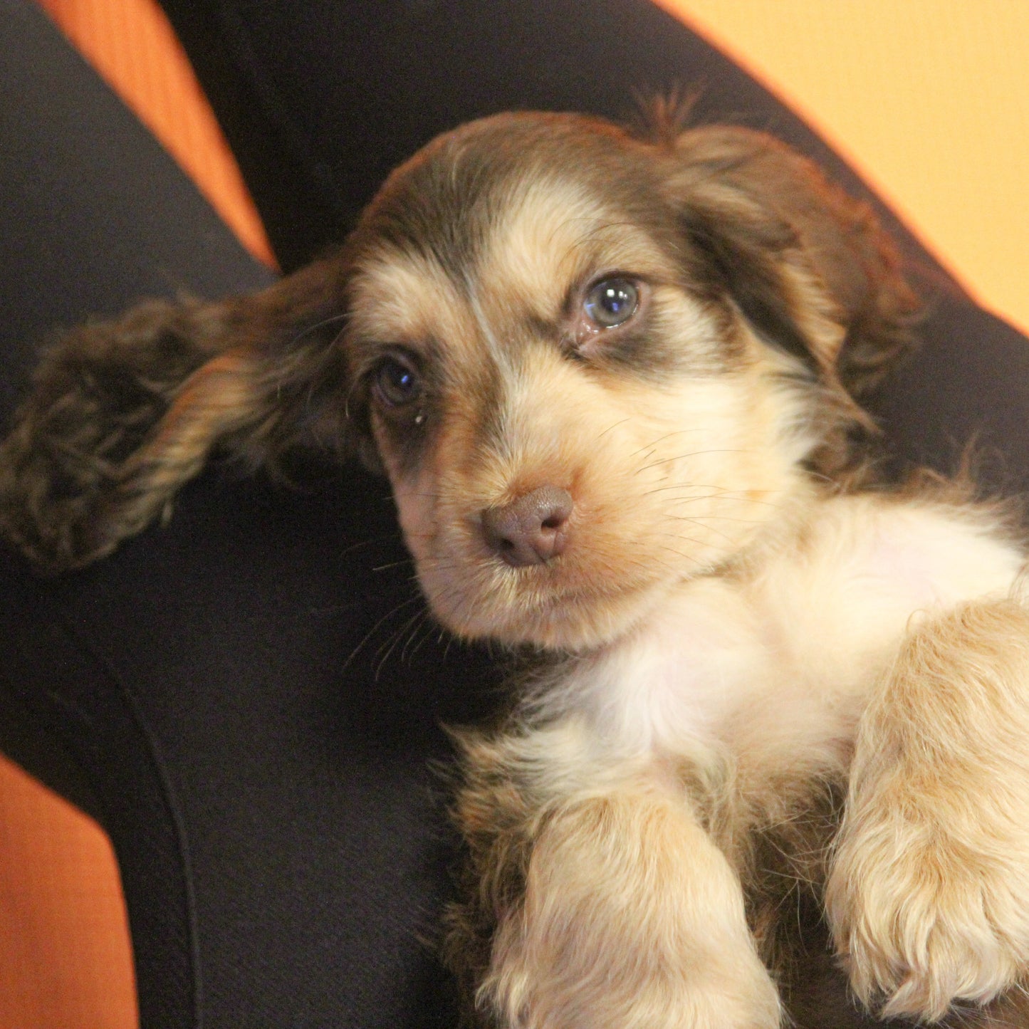 puppy yoga