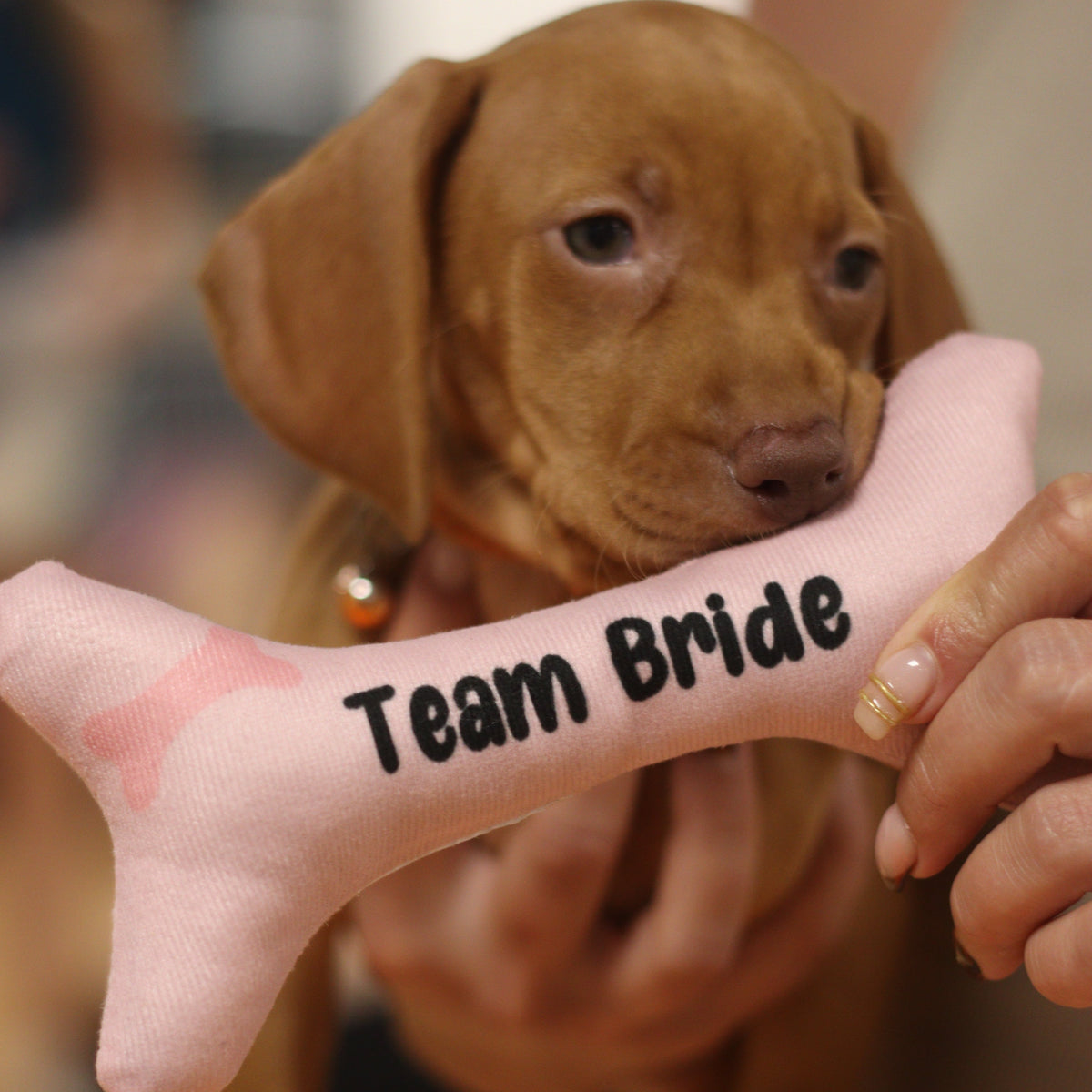 puppy yoga hen parties