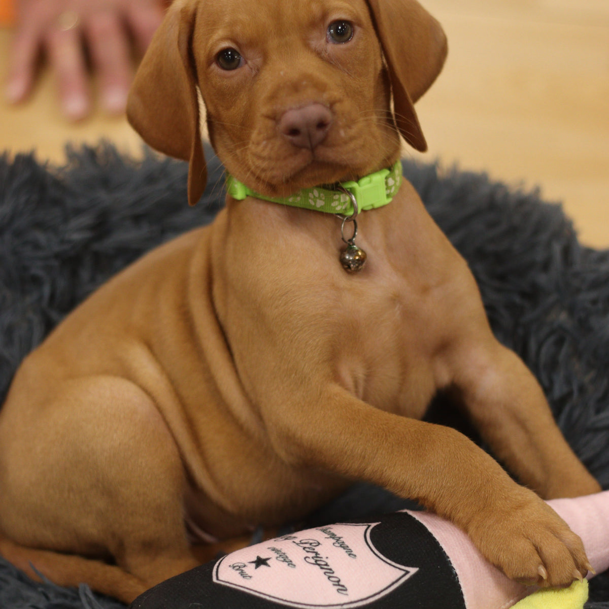 puppy yoga hen party
