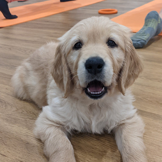 puppy yoga