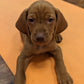 puppy yoga