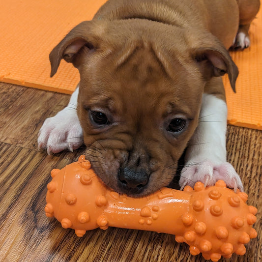 puppy yoga