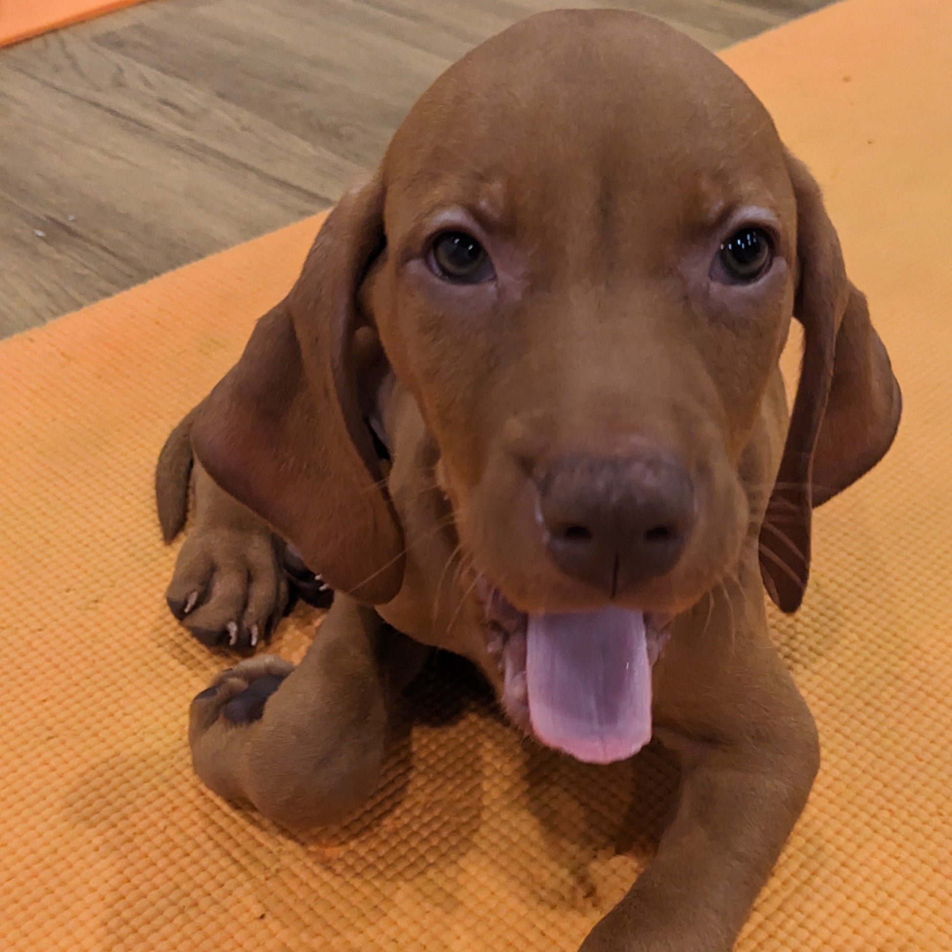 puppy yoga manchester