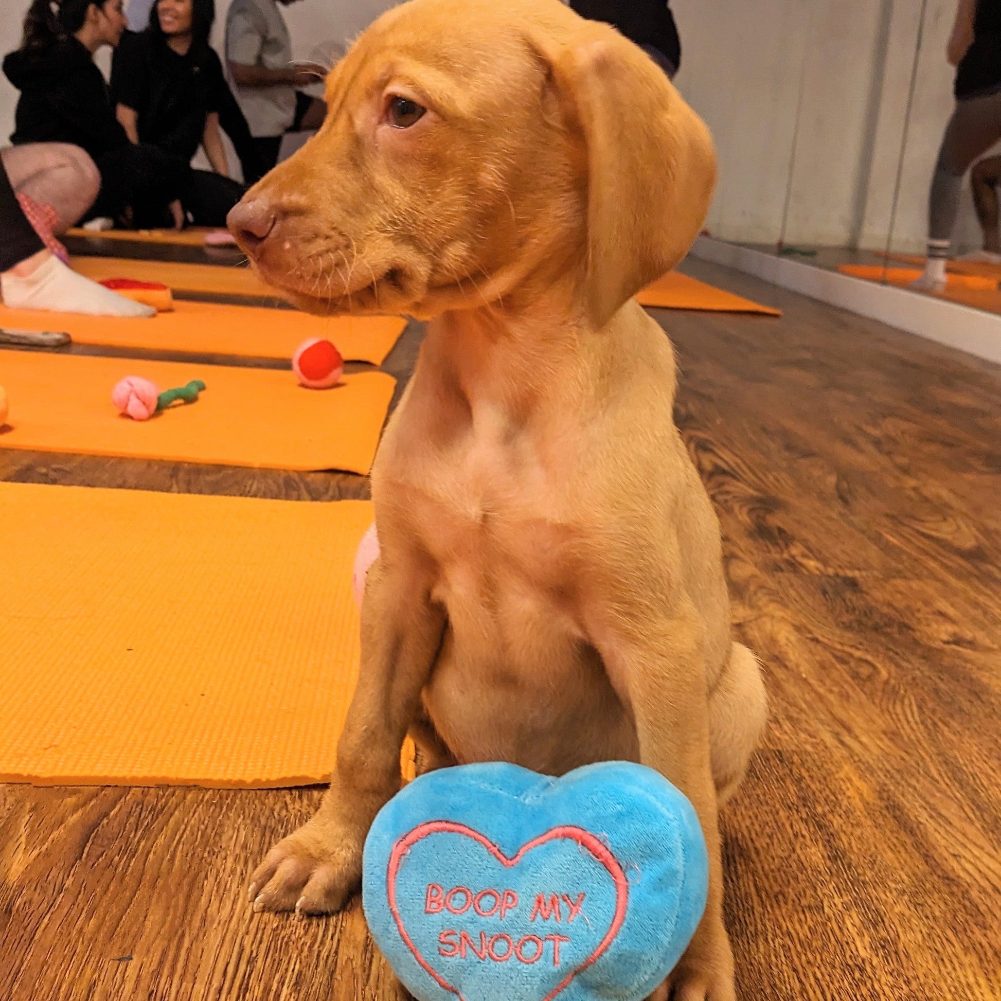 puppy yoga