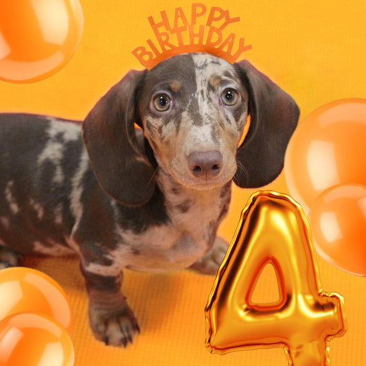 dachshund puppy yoga 