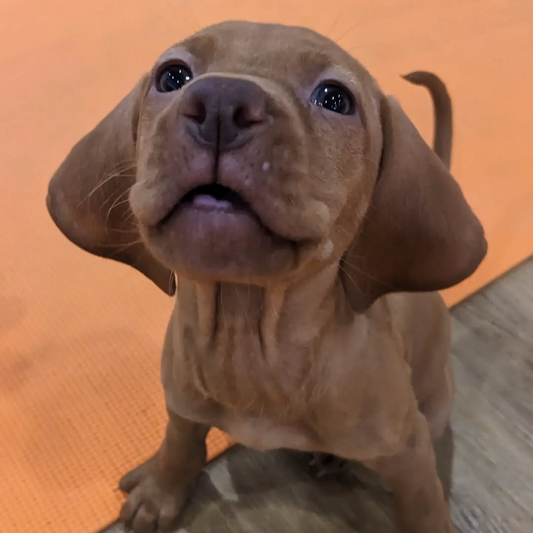 puppy yoga