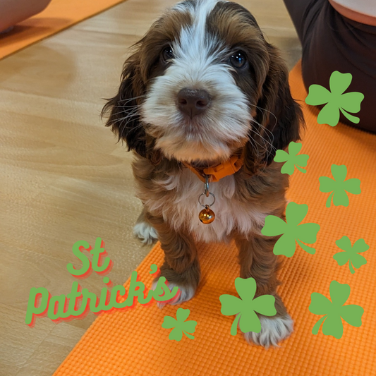 Puppy on an orange mat with St. Patrick's Day decorations