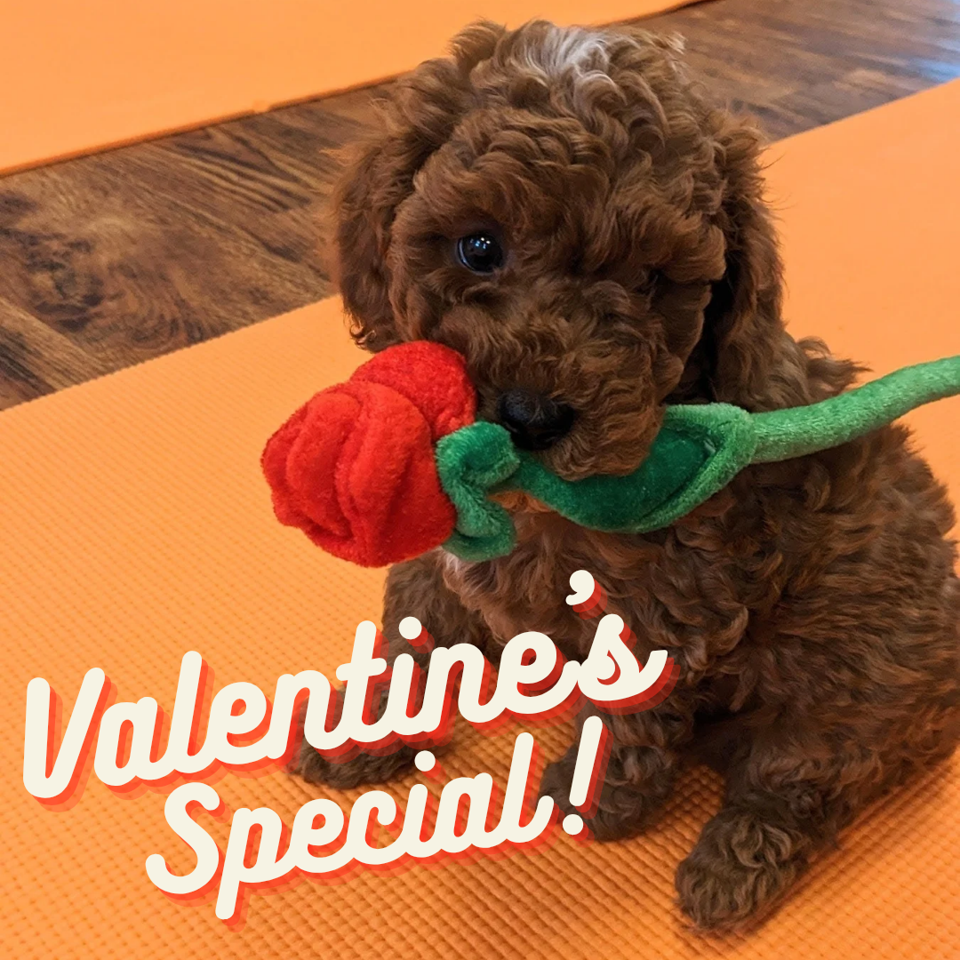 Valentines day puppy yoga