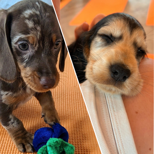dachshund and cocker spaniel puppy yoga