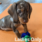 Dachshund puppy with a blue and green toy on an orange mat, with 'Ladies Only' text overlay.