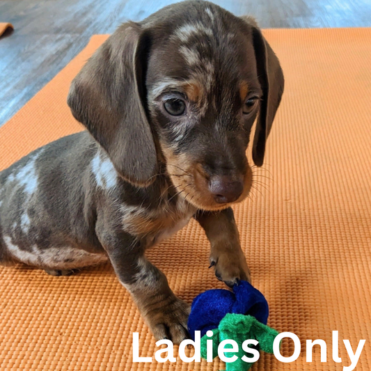 Dachshund puppy with a blue and green toy on an orange mat, with 'Ladies Only' text overlay.