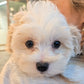 maltese puppy yoga in manchester