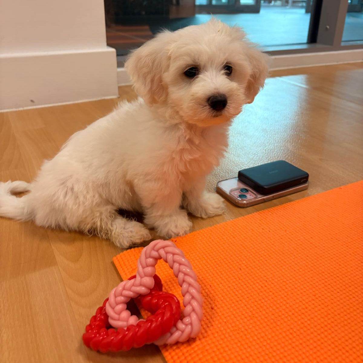 maltese puppy yoga in manchester