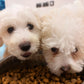 maltese puppy yoga in manchester