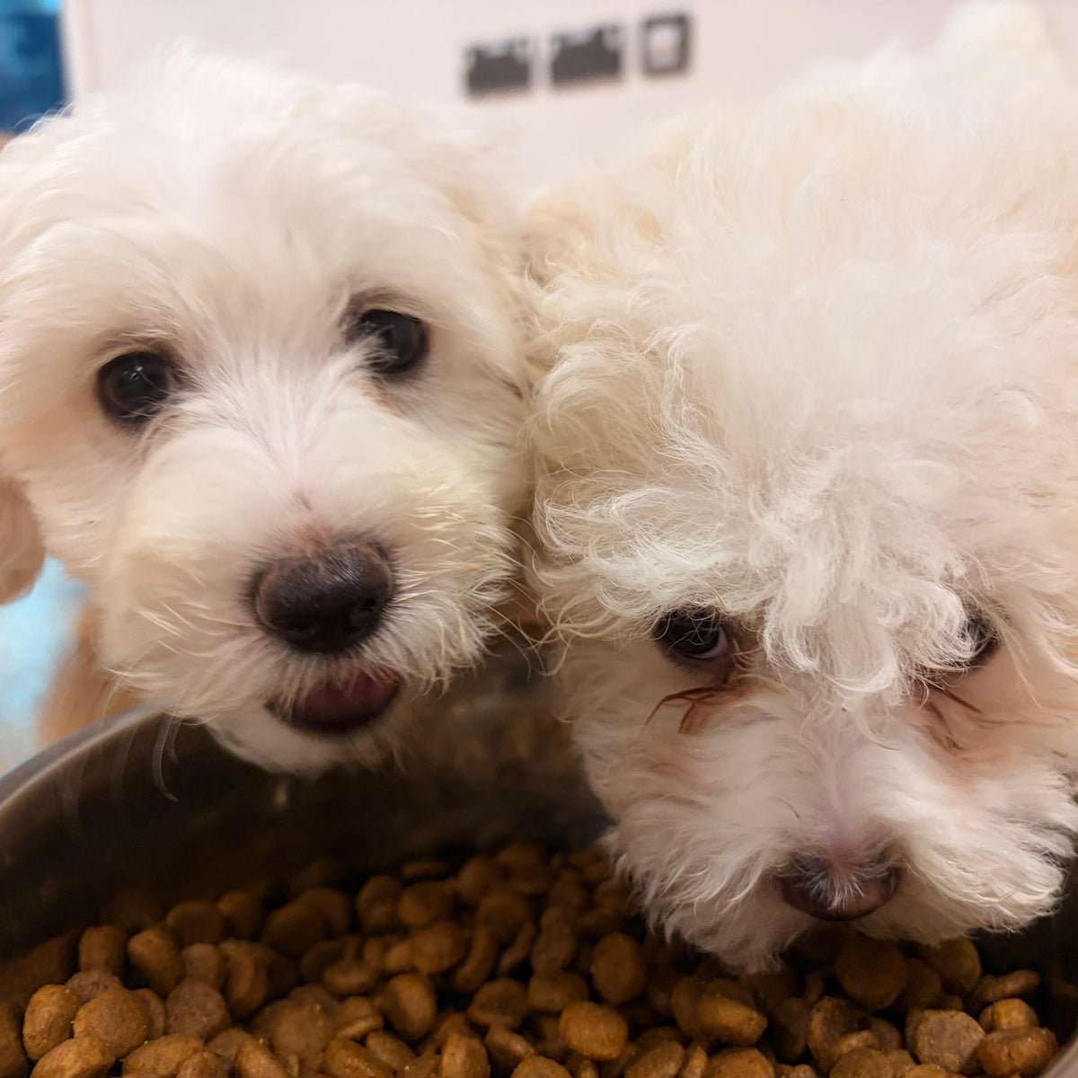 maltese puppy yoga in manchester