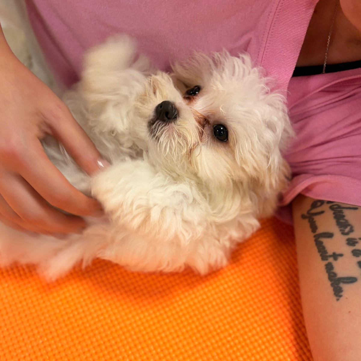 maltese puppy yoga in manchester
