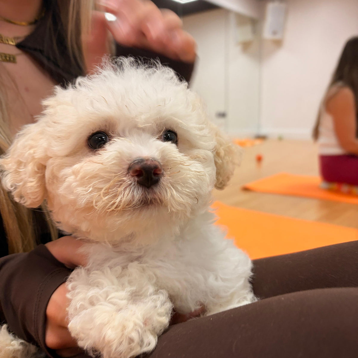 maltese puppy yoga in manchester