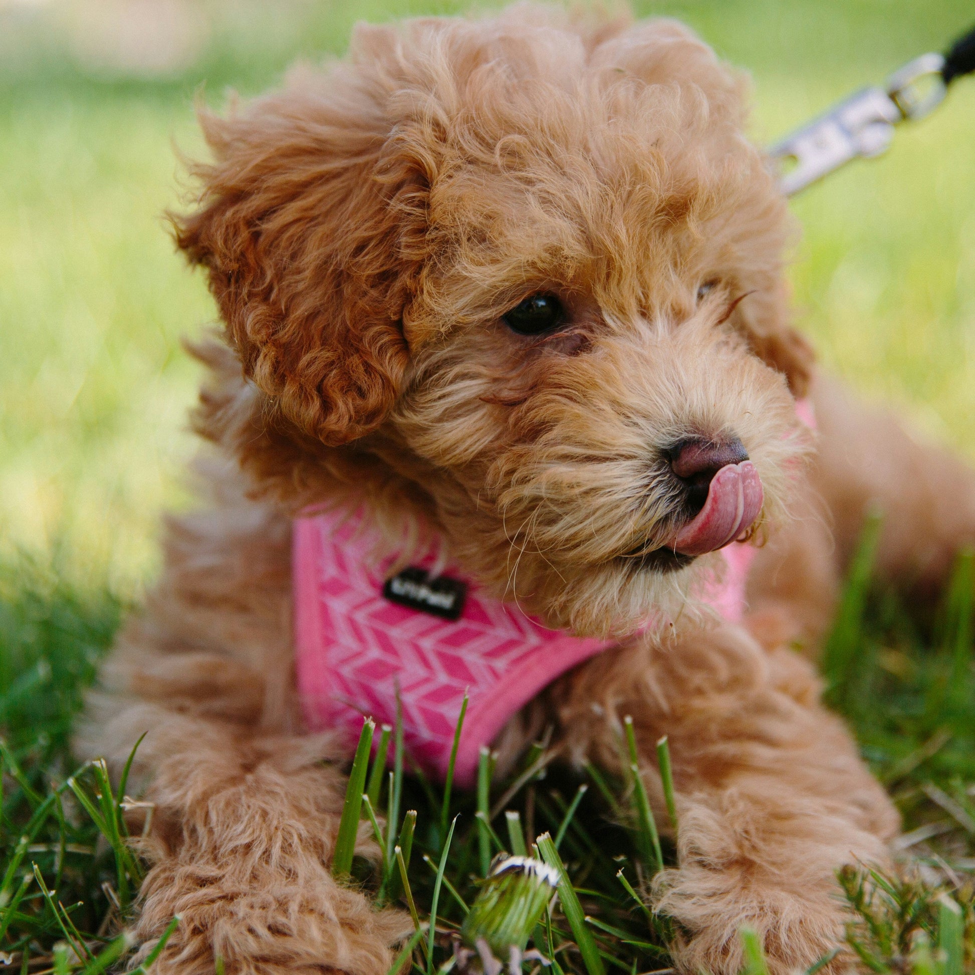 maltipoo puppy