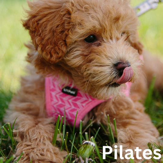 puppy pilates in manchester UK