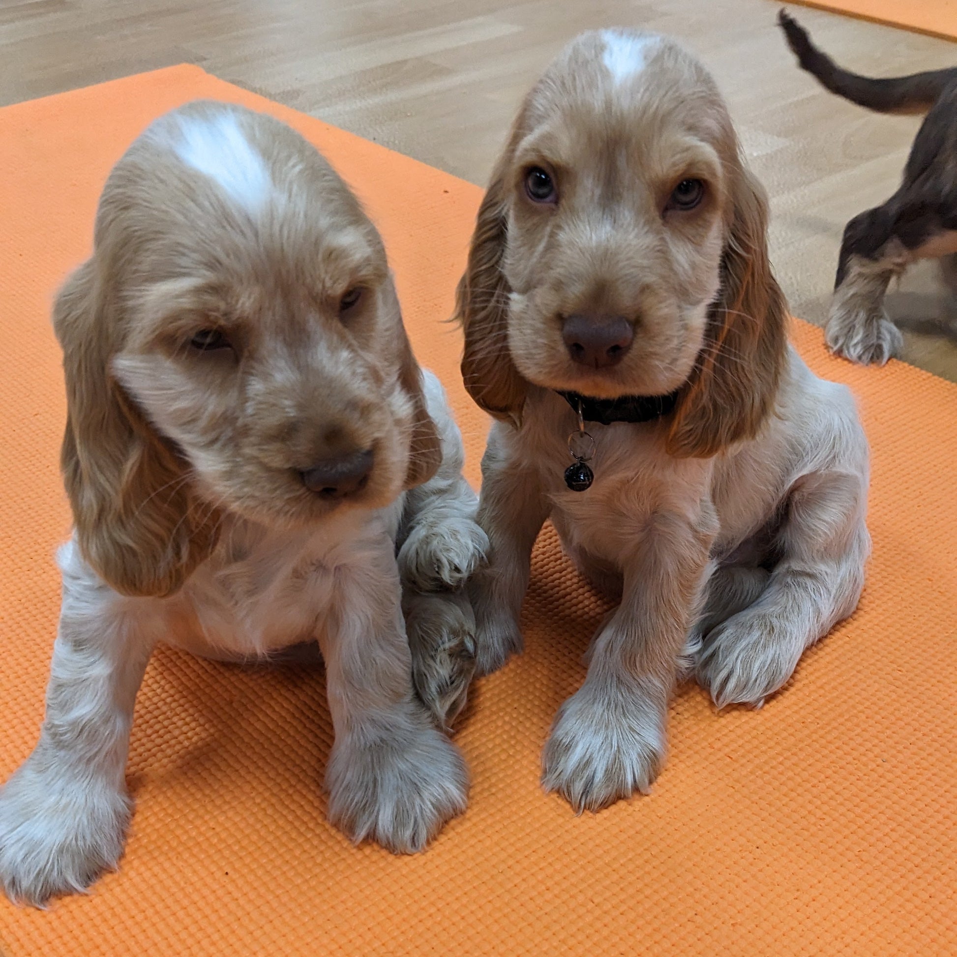 puppy yoga manchester, spaniels 
