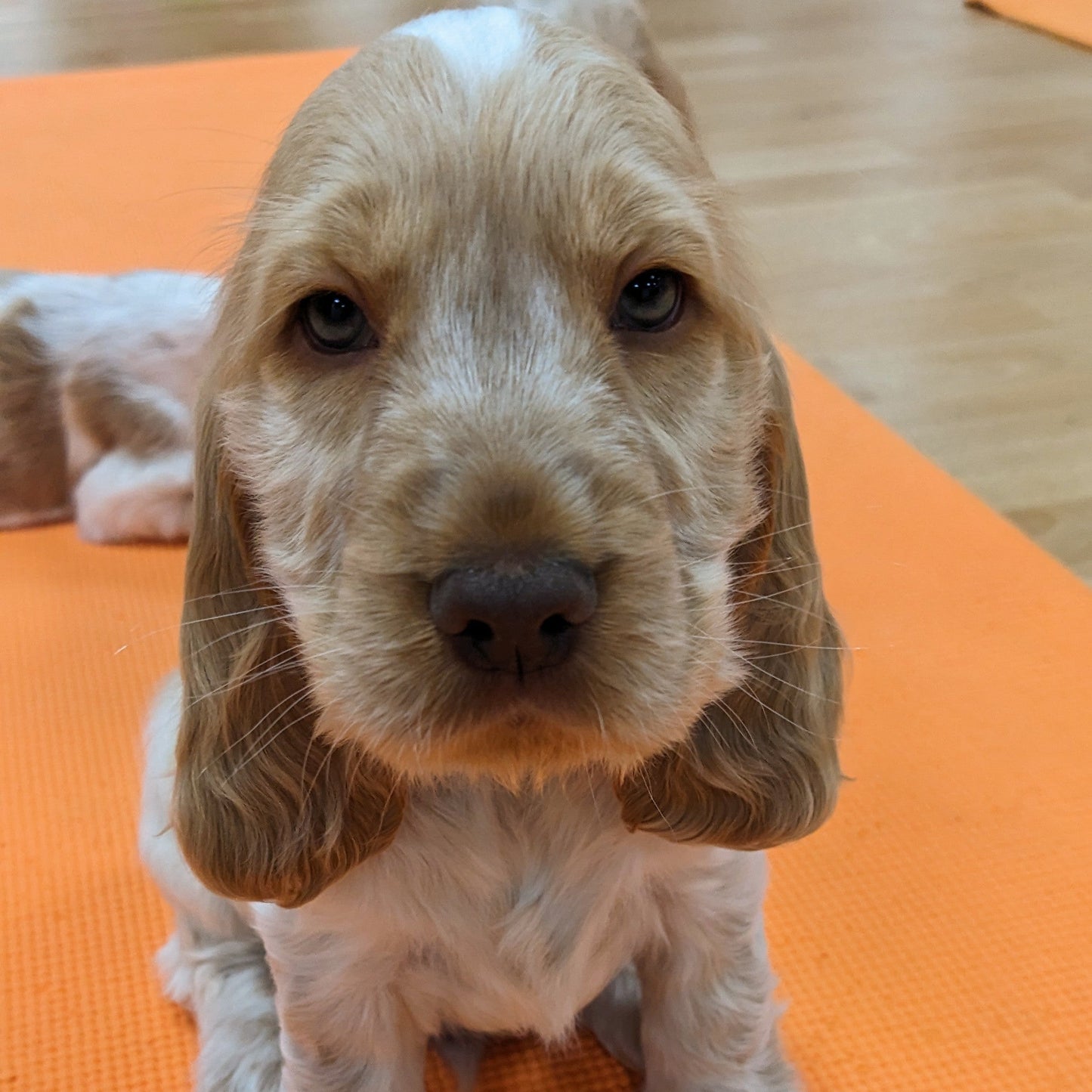 Puppy sitting on an orange mat with toys in the background. puppy yoga manchester