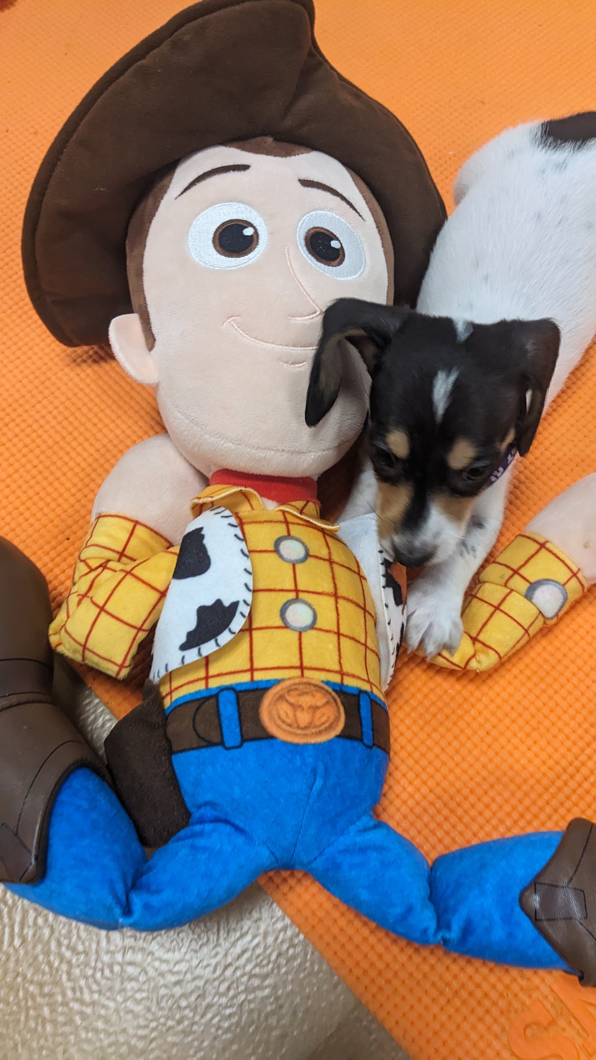puppy yoga slinky dog theme