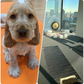 puppy yoga soundbath manchester