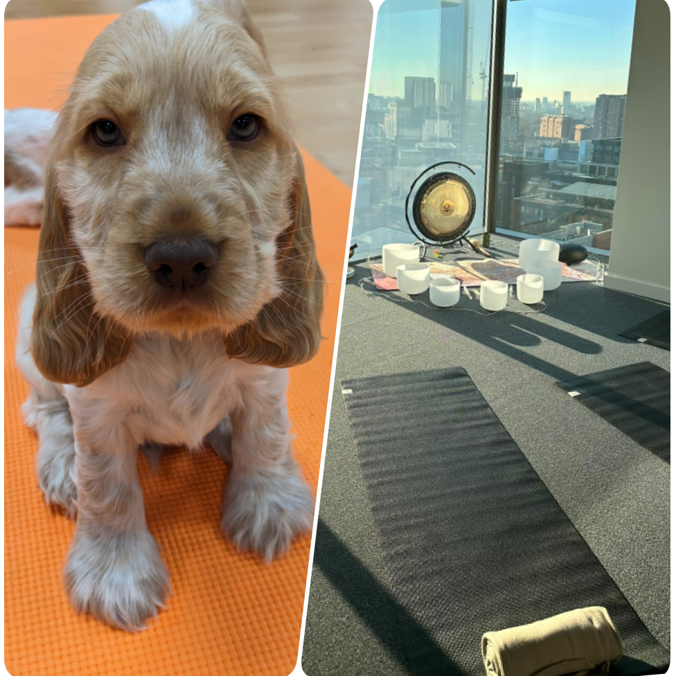 puppy yoga soundbath manchester