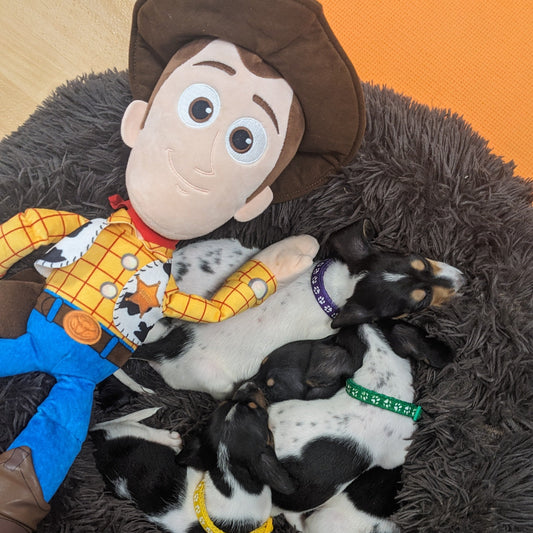 slinky dog puppy yoga