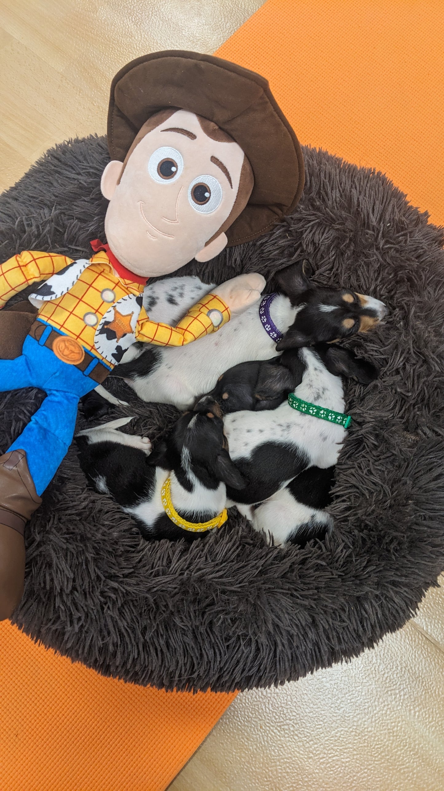 slinky dog toy story puppy yoga