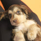 spaniel puppy yoga at paw yoga