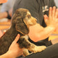 spaniel puppy yoga at paw yoga
