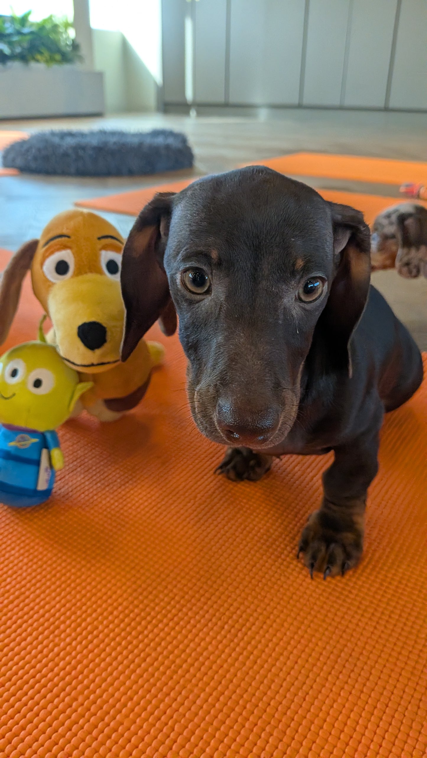 toy story puppy yoga