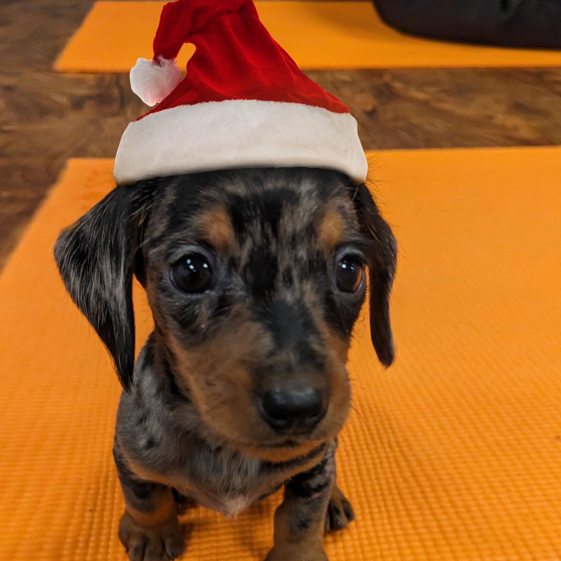 puppy yoga